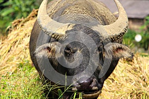 Water buffalo having a feed