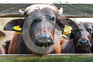 Water Buffalo head close-up