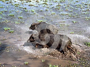 Water Buffalo herded from the wetlands in the Northern Territory- damaging fresh and saltwater eco systems and