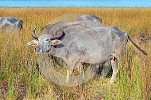 Water Buffalo illuminated in morning sunlight in Wilpattu National Park in Sri Lanka