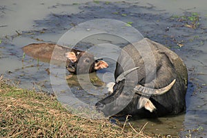 A water buffalo and its young are bathing in a lake in the countryside near Hanoi (Vietnam)
