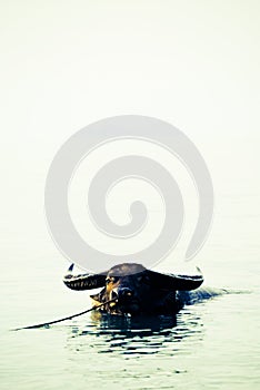 Water Buffalo in Koh Samui, Thailand