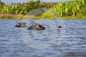 Water buffalo in lake at Thalenoi, Phatthalung Province