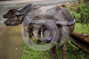 Water buffalo in Lang Son at Vietnam