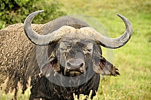 Water buffalo in Masa-mara safari in Kenya
