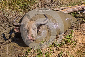 Water buffalo near Donkhoun (Done Khoun) village near Nong Khiaw, La