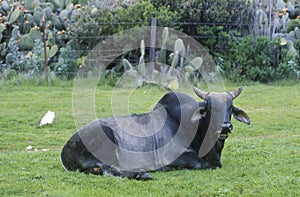 Water Buffalo, Northern CA