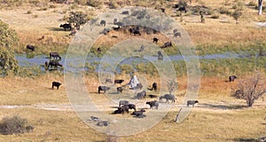 Water buffalo in the Okavango delta, Botswana - Aerial shot