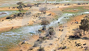 Water buffalo in the Okavango delta, Botswana - Aerial shot