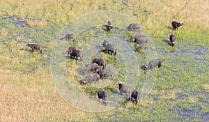 Water buffalo in the Okavango delta, Botswana - Aerial shot