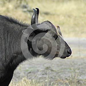 Water Buffalo & Oxpecker photo