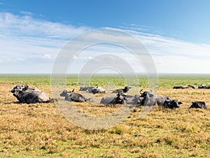 Water buffalo on pastures