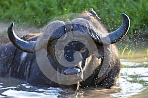 Water Buffalo in Puddle