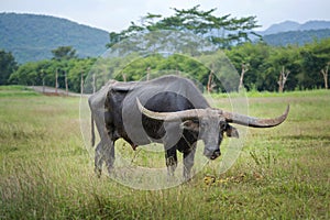 Water buffalo relaxing.