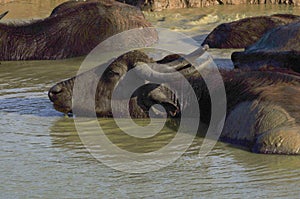 Water buffalo relaxing in the Udawalawe national park in Sri Lanka