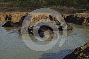 Water buffalo relaxing in the Udawalawe national park in Sri Lanka