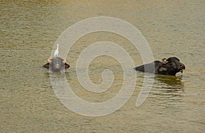 Water buffalo resting in lake