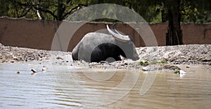 water buffalo resting near the water