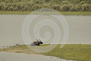 water buffalo resting in vast water stretch and grassland