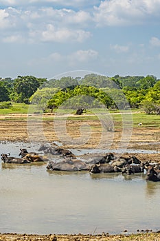 Water buffalo resting in the water at Yala National Park in Sri Lanka. vertical