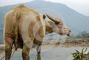 Water Buffalo on a rice field