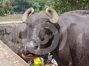 A Water Buffalo Rummaging Through Trash in India