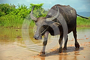 Water Buffalo rural Cambodia