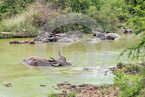 Water Buffalo.Sri Lanka.