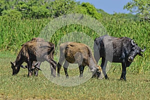 Water buffalo on Sri Lanka