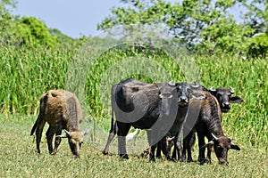 Water buffalo on Sri Lanka