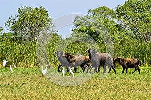 Water buffalo on Sri Lanka