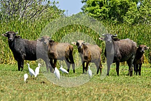 Water buffalo on Sri Lanka