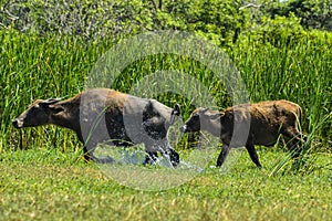 Water buffalo on Sri Lanka