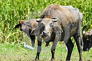 Water buffalo on Sri Lanka