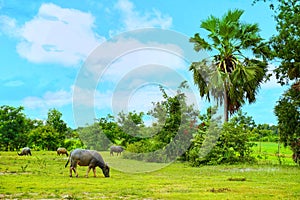 Water buffalo standing and eating grass and a view of rice fields for countryside feeling.