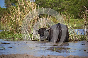 A water buffalo standing in the field on blue sky background