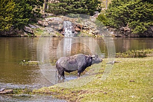 Water buffalo standing in river with waterfall in the background on the other side and turtle on rock nearby - selective focus