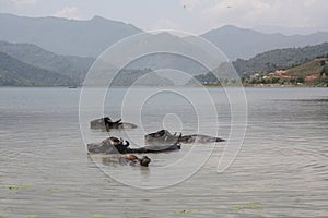 Water Buffalo swim in a lake in Pokhara, Nepal