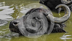 Water buffalo swimming to cool off