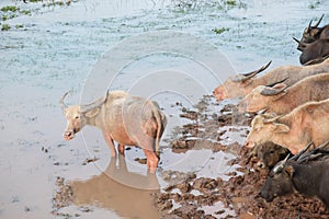 Water Buffalo at Talay Noi, Phatthalung Province in Southern Thailand