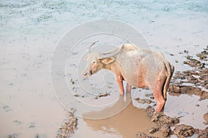 Water Buffalo at Talay Noi, Phatthalung Province in Southern Thailand