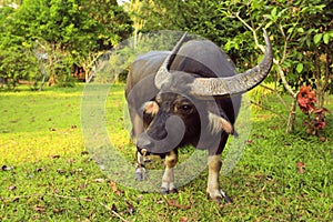 Water buffalo in Thailand Koh Samui.