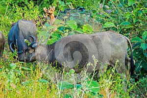 Water buffalo in Uda Walawe National Park, Sri Lan