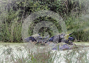 Water Buffalo in Udawalawe National Park on the island of Sri Lanka