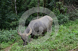 Water Buffalo in Vietnam