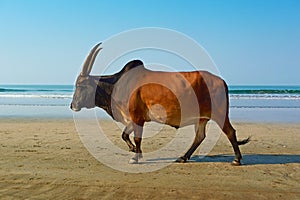 Water buffalo walks on the beach.