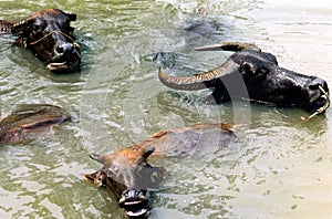 Water buffalo wallowing