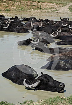 Water Buffalo Wallowing in Mud, Hungary