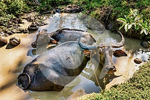 Water buffalo wallowing in a muddy waterhole in the Philippines.