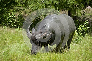 Water Buffalo